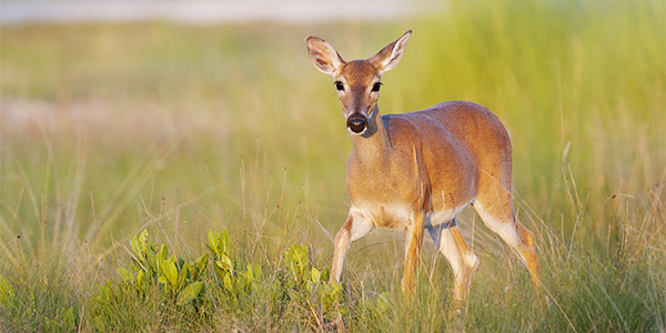 The History of Key Deer: A Florida Keys Conservation Success Story